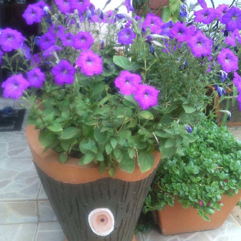 Maua and More Kensington Shopping Boulevard, Kensington Luxury Heights Kyanja, Kampala, Uganda, Gardeners, Gardens, Kampala Uganda Gardening and Landscaping, Home Decor, Interior & Exterior Design, Herbs, Flowers, Flower Pots Kampala Uganda, Ugabox